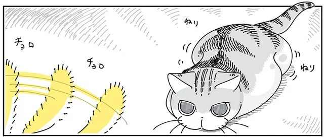 とびつきそうでとびつかない。おそらく本人（猫）よりもドキドキしている飼い主