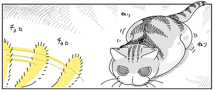 とびつきそうでとびつかない。おそらく本人（猫）よりもドキドキしている飼い主