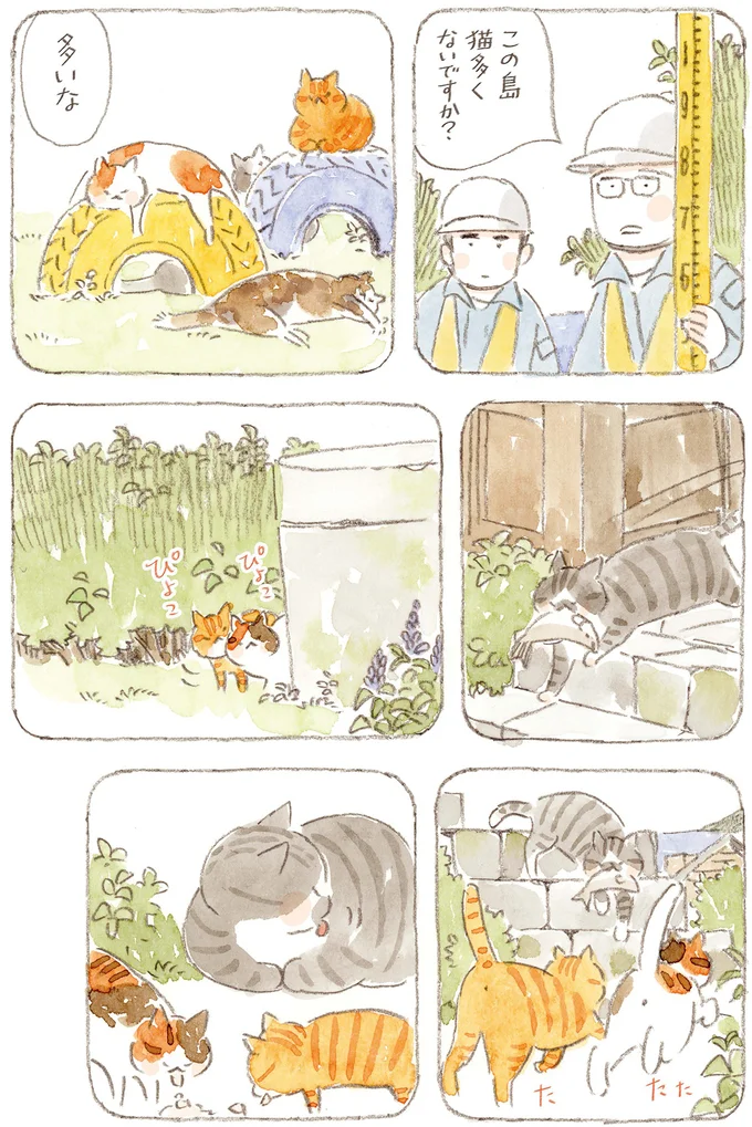 この島猫多くないですか？