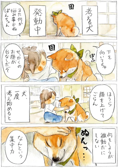 『柴犬ぽんちゃん、今日もわが道を行く2』より