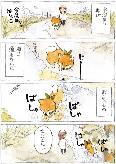 『柴犬ぽんちゃん、今日もわが道を行く2』より