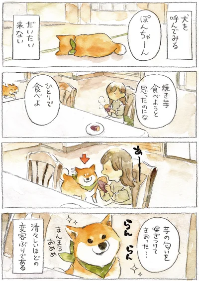 『柴犬ぽんちゃん、今日もわが道を行く2』より