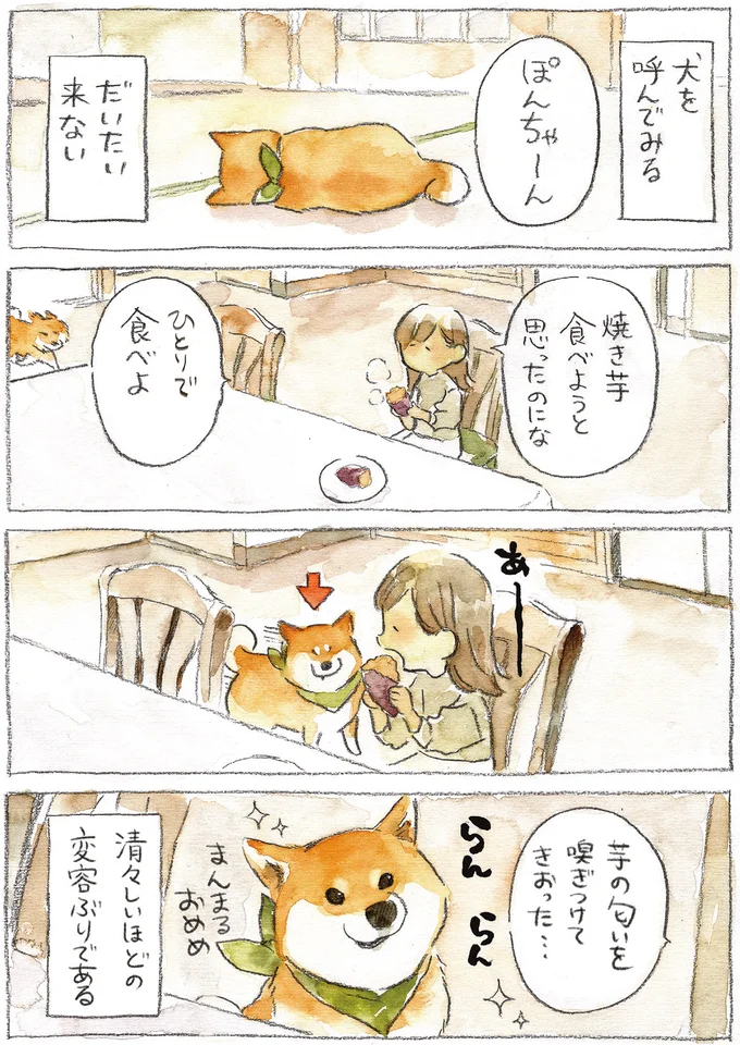 『柴犬ぽんちゃん、今日もわが道を行く2』より