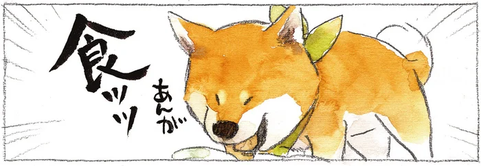 柴犬流・おいしい食べ方。お皿で食べてほしい飼い主はツッコミ不可避！