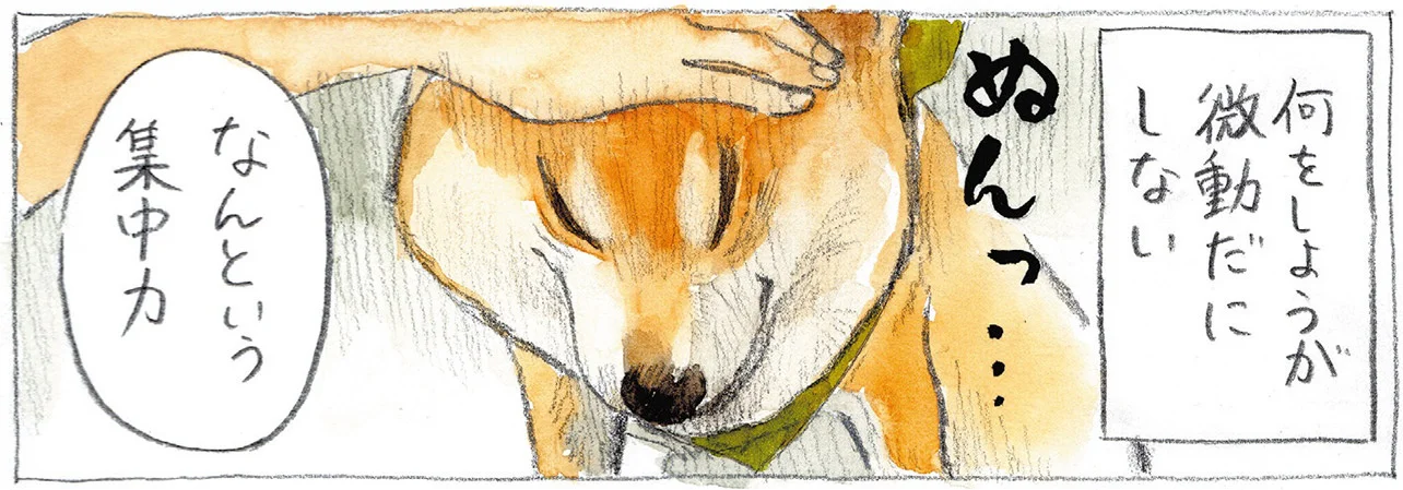 思考スイッチが入った柴犬はテコでも動かない！「考える犬」状態の