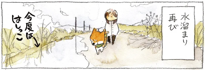 飼い主の努力が消えていく…！水たまりと気まぐれな柴犬の相性