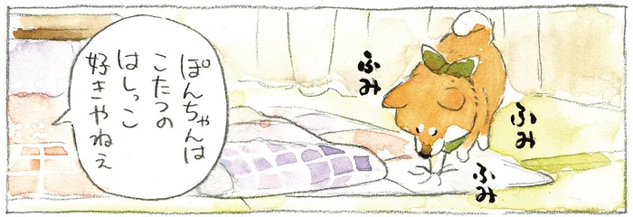 ふみふみ職人現る！大好きなこたつのはしっこを育てる柴犬