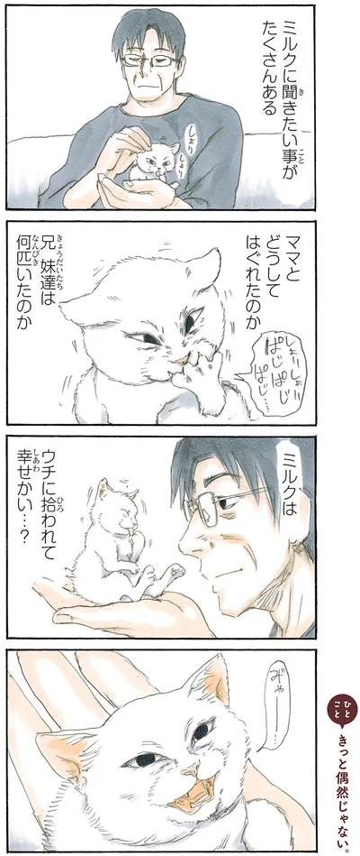 拾い猫のミルク