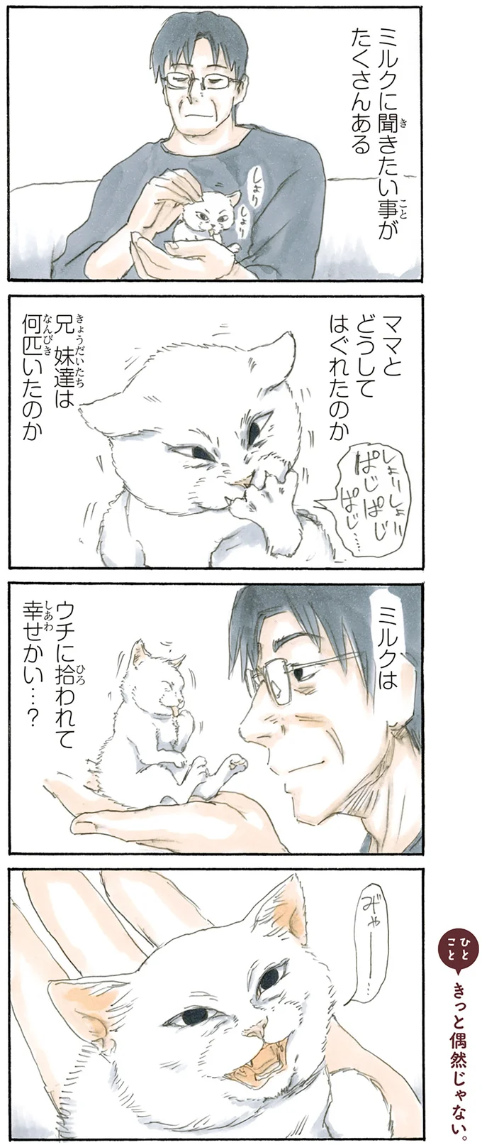 拾い猫のミルク