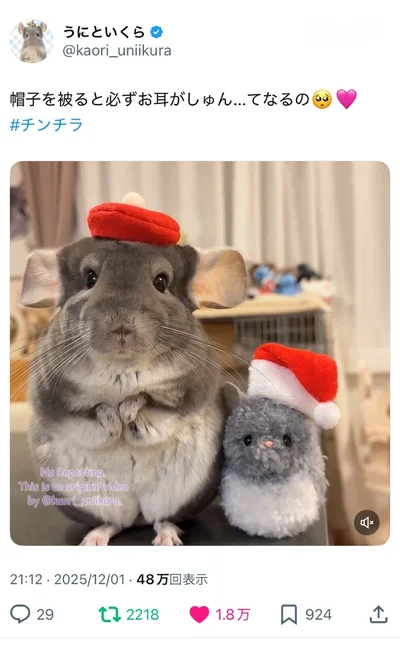 お耳がしゅん…てなる瞬間▶チンチラのいくらちゃん（⇒次へ）