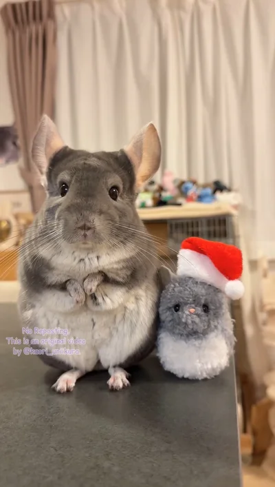 普段はお耳ピーン！▶クリスマスカラーの帽子♪（⇒次へ）