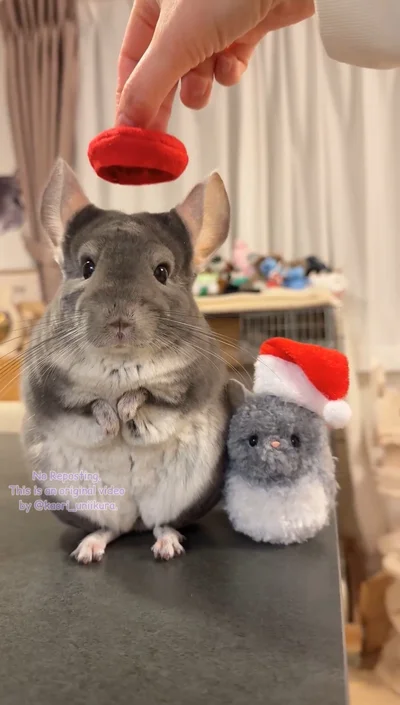 とってもお似合いないくらちゃん▶帽子をかぶった瞬間に…（⇒次へ）