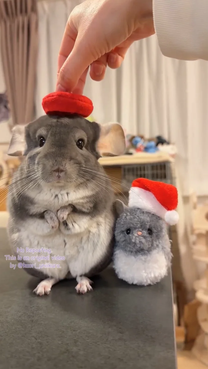 お耳が下がります▶カメラ目線で撮影！（⇒次へ）