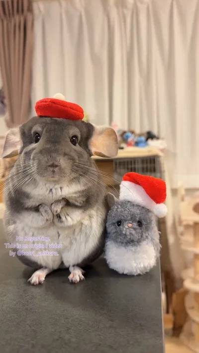 可愛すぎるいくらちゃん▶ふもふなチンチラの後ろ姿（⇒次へ）