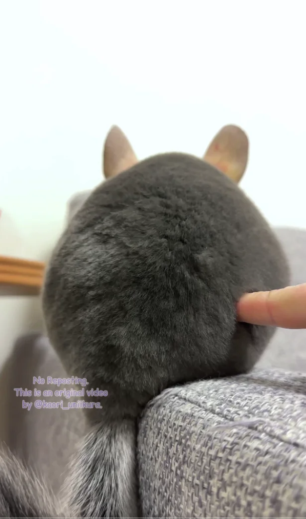 もふ度を測定します！▶動画撮影の様子（⇒次へ）