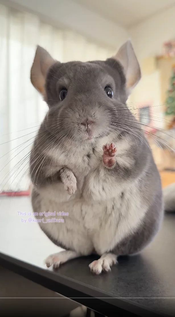 ポーズもばっちり！▶帽子が気になる？（⇒次へ）