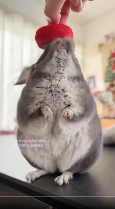 興味深々！▶可愛すぎるいくらちゃんのお手手（⇒次へ）