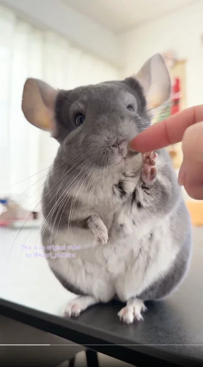 飼い主さんにタッチ！▶帽子をかぶるとやっぱり…（⇒次へ）