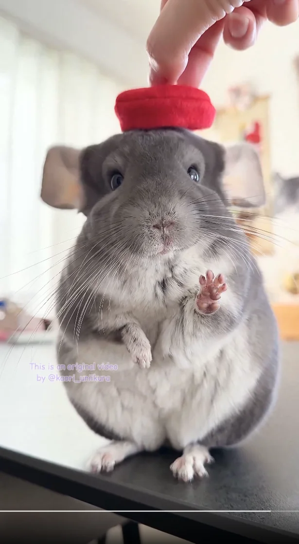 お耳は下がります！▶しばしフリーズするいくらちゃん（⇒次へ）