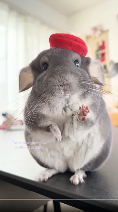 ポーズもバッチリなモデルさん♪▶チンチラのサイズってどのくらい？（⇒次へ）