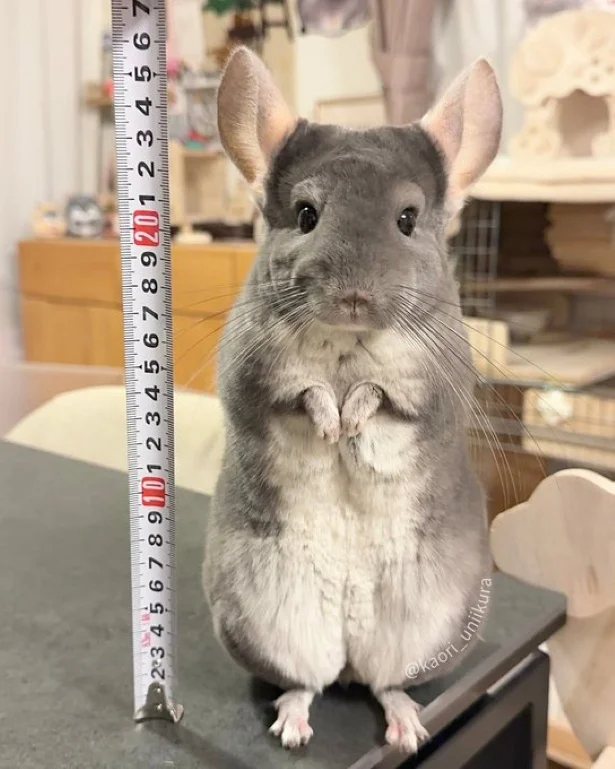 お耳の先まで26cm！▶おうちをよく見ると…（⇒次へ）