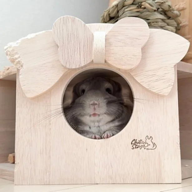 リボンをカジカジいくらちゃん▶いくらちゃんの帽子コレクション（⇒次へ）