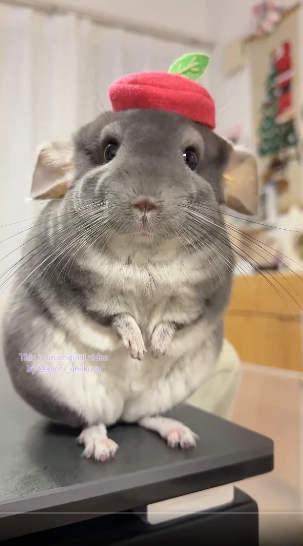 まずは、りんご♪▶帽子が似合ういくらちゃん（⇒次へ）