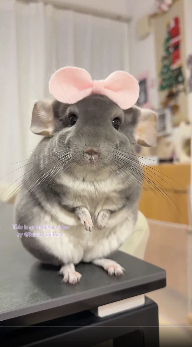 やっぱり毎回、お耳はしゅん▶どれが似合うかな？（⇒次へ）