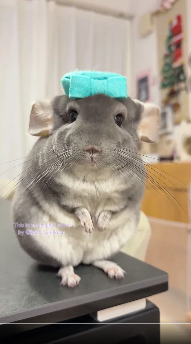 全部かわいい♡▶かじり職人いくらちゃん（⇒次へ）