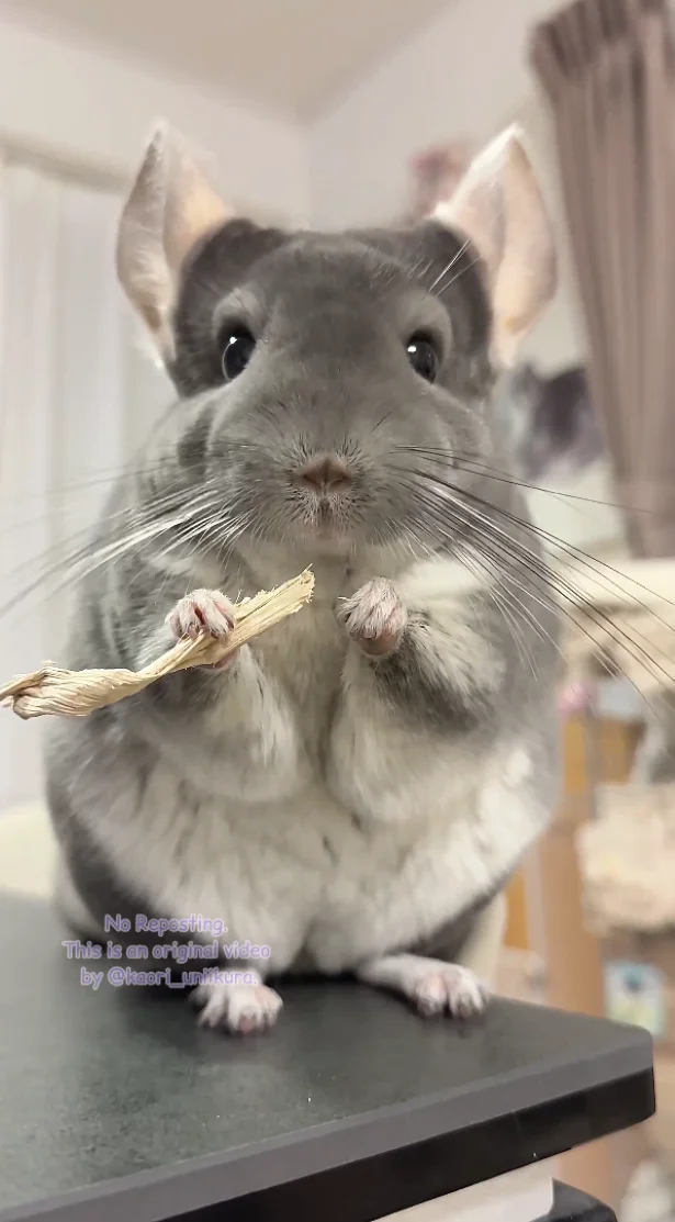 しっかり握ったお手手が可愛い！▶なでなでされて嬉しそうないくらちゃん（⇒次へ）