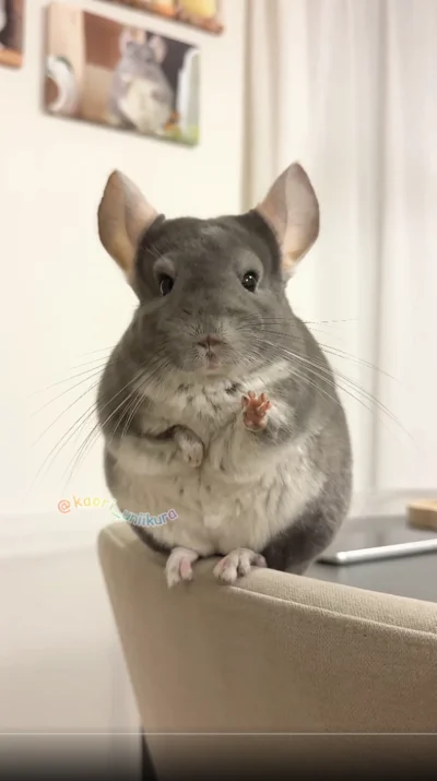 パア！が可愛い♪▶ハロウィンのいくらちゃん（⇒次へ）