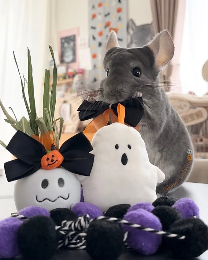 よく見るとリボンをカジッ！▶お気に入りのの場所でもぐもぐするいくらちゃん（⇒次へ）