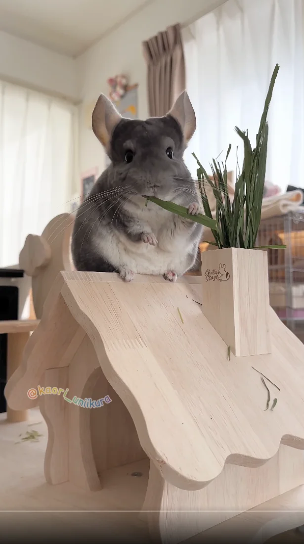 屋根で食べるチモシーはおいしいね♪▶お誕生日を迎えたいくらちゃん（⇒次へ）