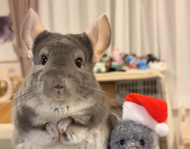 チンチラに帽子をかぶせようとしたらお耳が…！「どうしてそうなるの？」「可愛すぎる」