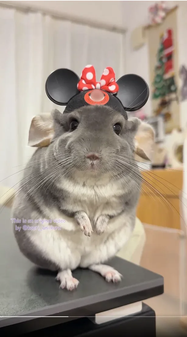 ネズミになっても可愛い♪▶リボンもおすすめ！（⇒次へ）
