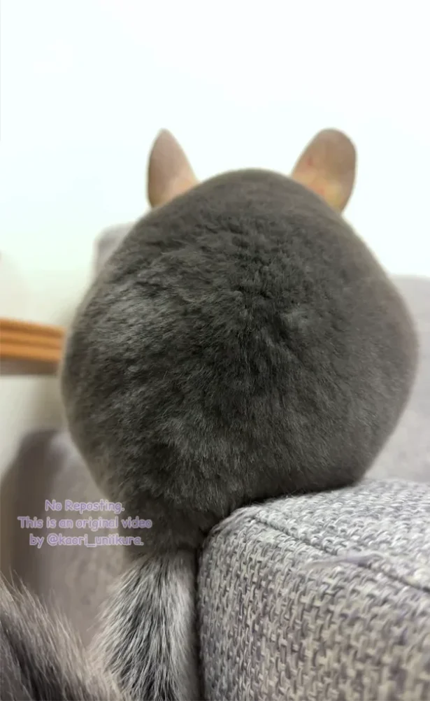 ふわっふわボディ▶思わずさわりたくなる…！（⇒次へ）