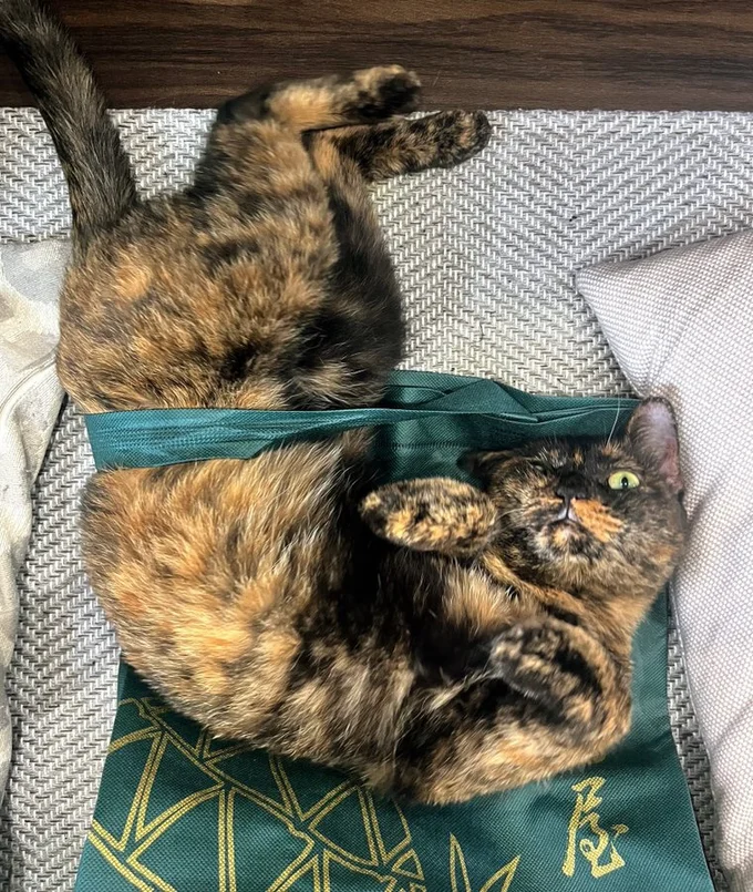 それがたとえ持ち手でもくぐりたくなっちゃうのが猫の性。▶そして休憩したくなったら（⇒次へ）