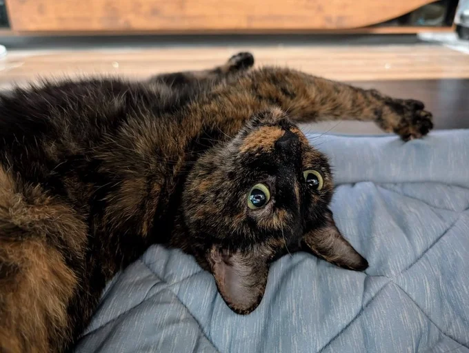 のびのび～っ！でも飼い主さんを気にしているように見えるのは気のせいでしょうか（笑）▶寒い季節になると（⇒次へ）