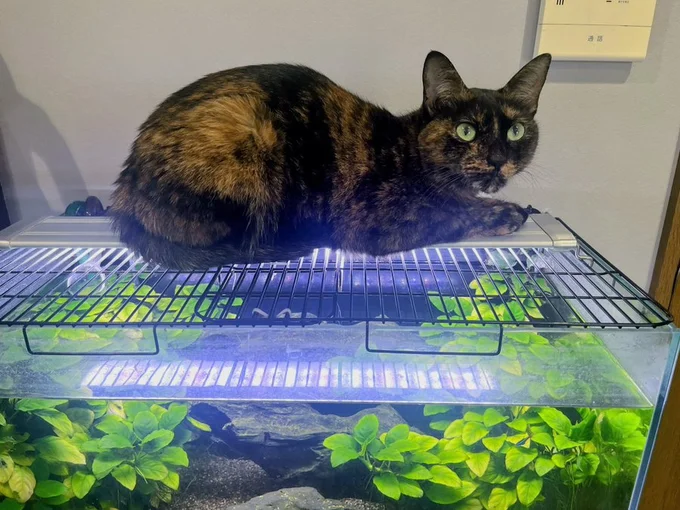 あったかい場所を求めて水槽の上へ！ぬくもりのためなら手段を選ばないまぜこちゃん▶そして狭いところがあると（⇒次へ）