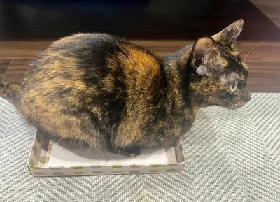 どうしても入りたくなっちゃう！猫って不思議な生き物ですよね。▶籠の中で眠っていたようで、（⇒次へ）