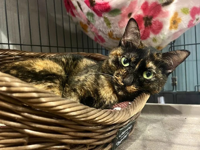 寝起きでぼーっとしているまぜこちゃん！▶明るいところだと（⇒次へ）