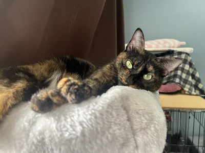 お目目の色が変わります。綺麗！▶そして思わず触りたくなる（⇒次へ）