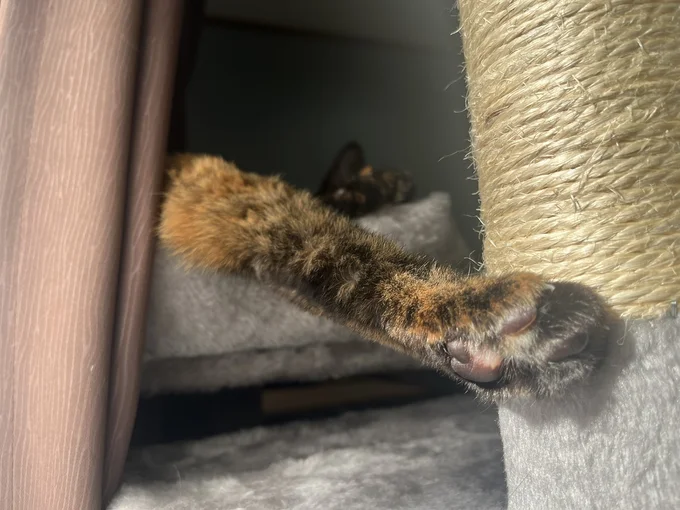 肉球！ぷにぷにです♪▶肉球を隠しても（⇒次へ）