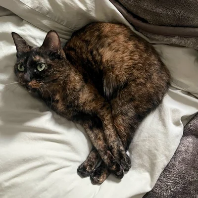 「ローストチキン！」「ブラジル！」「東京都のマーク！」など大盛り上がりとなりました！▶まぜこちゃんは、このポーズのほかにも（⇒次へ）