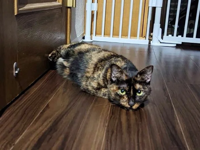 アザラシのような姿をするなどよく笑わせてくれるそう。▶喜びすぎて興奮すると（⇒次へ）