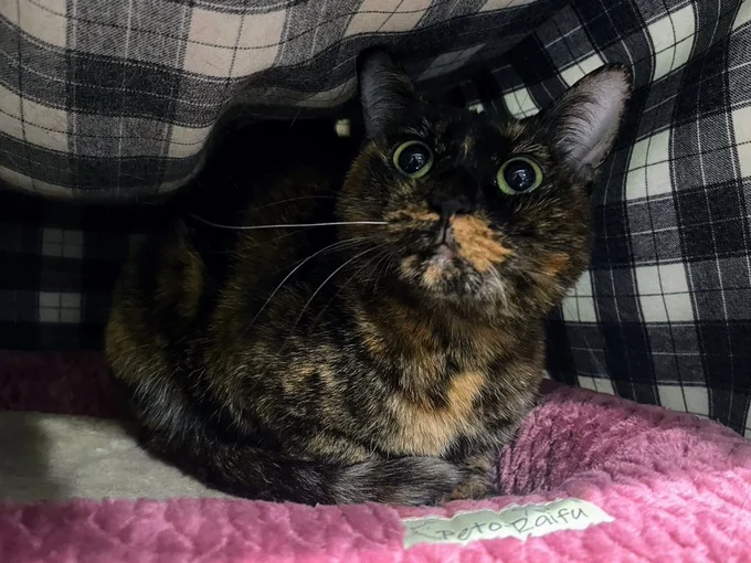 病院に連れていかれることを察知するとドキドキ…▶でも、普段は自由にくつろいで（⇒次へ）