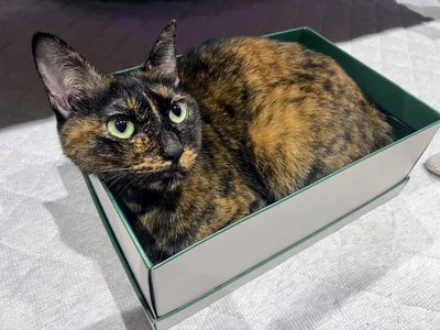 Xで話題になったさび猫のまぜこちゃん