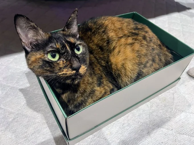 Xで話題になったさび猫のまぜこちゃん