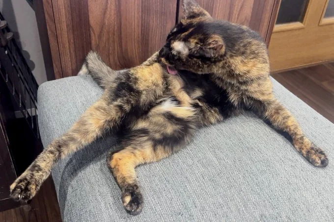 毛づくろいをするなどのんびり暮らしています▶ときには人間の膝の上で（⇒次へ）