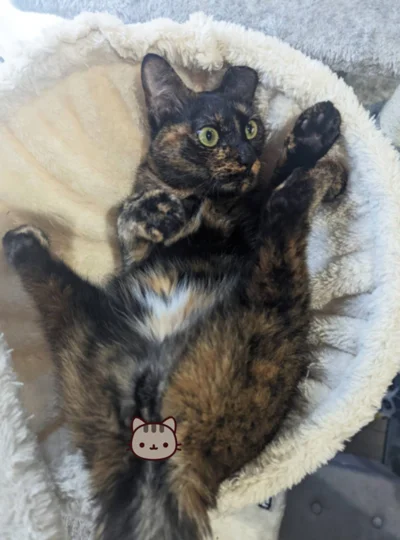 ひっくり返ってフリーズしちゃうことも！（笑）▶また、寝るときは人間のような寝方をすることも多いそうで、（⇒次へ）